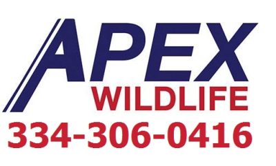 Apex Wildlife