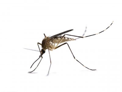 Mosquito Control Montgomery, AL