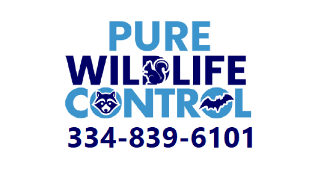 Pure Wildlife Control