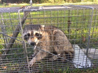 Raccoon Removal Prattville, AL