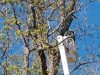 Tree Trimming Montgomery, AL